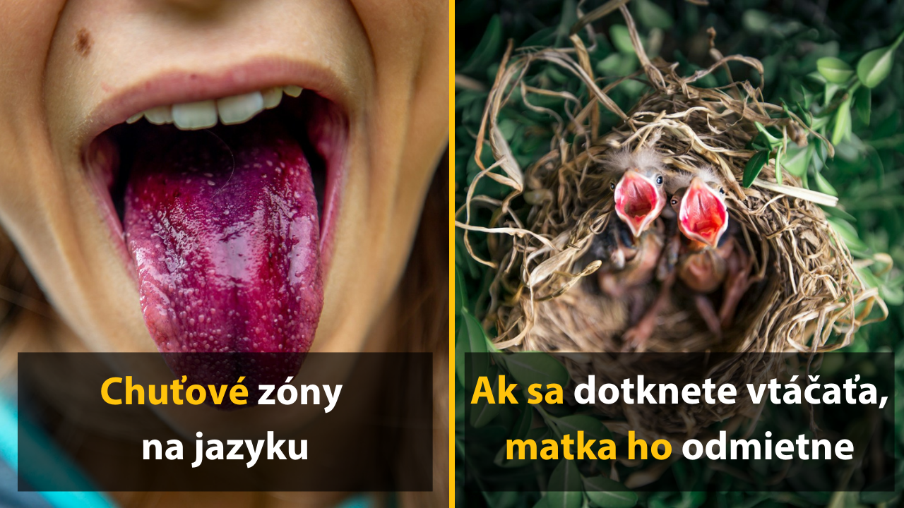 12 „prehistorických“ mýtov, ktorým ľudia nikdy neprestanú veriť