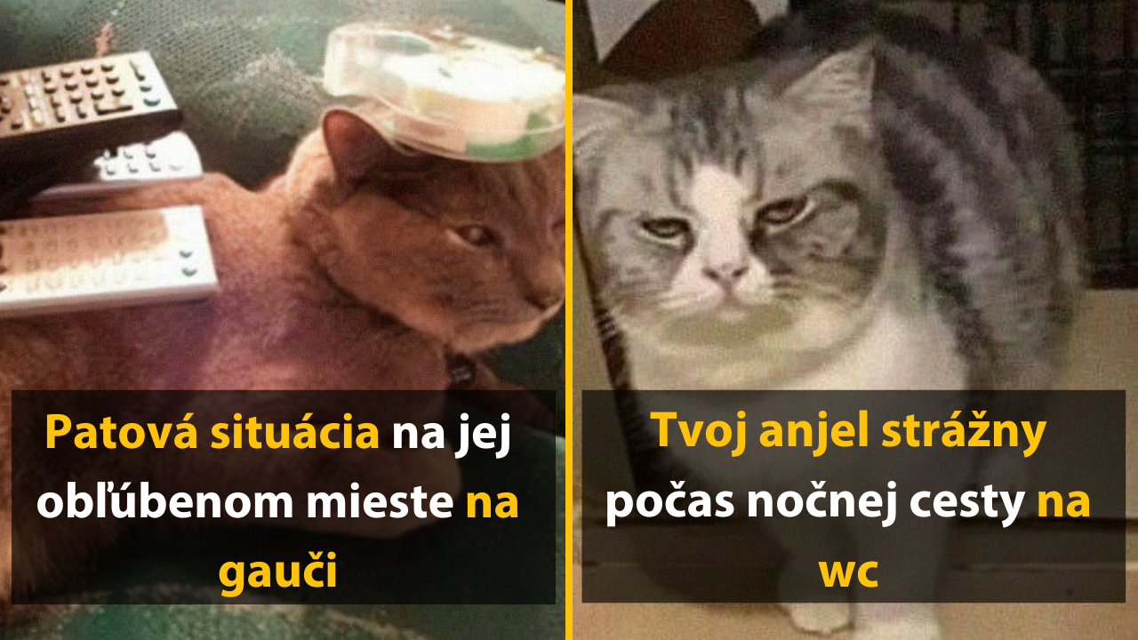 10 vtipných fotografií mačiek, ktoré majú ľudí totálne v paži