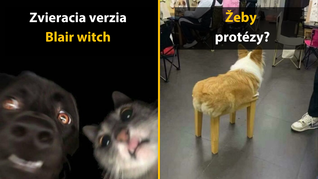 10 nečakaných obrázkov zvierat, ktoré akosi nedávajú zmysel