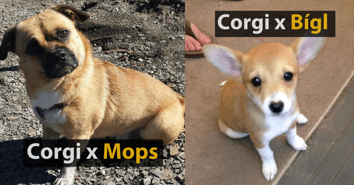 20 vtipných fotografií krížencov s plemenom Corgi, ktoré vám zlepšia deň