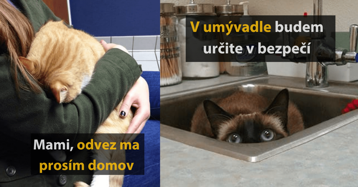 30 vtipných fotografií mačiek, ktoré museli k veterinárovi a veľmi sa im to nepáči