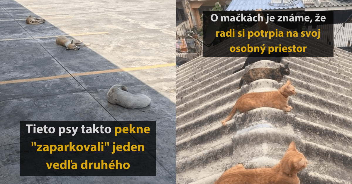 15 vtipných fotografií zvierat, ktoré si potrpia na osobný priestor