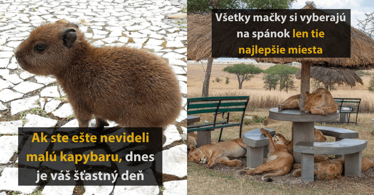 17 fascinujúcich fotografií, ktoré ocenia všetci milovníci prírody