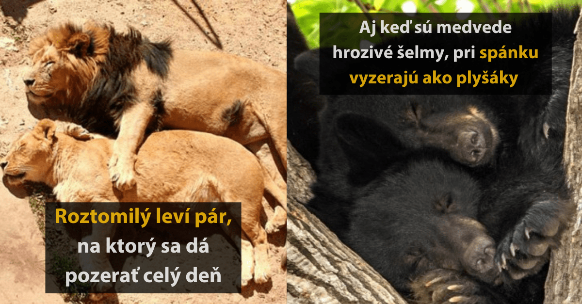 12 milých fotografií zvierat, ktoré počas spánku vyzerajú jednoducho rozkošne