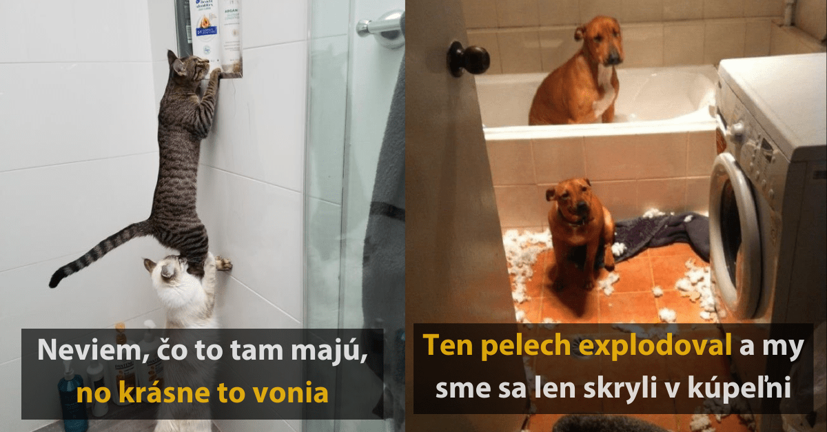 12 vtipných fotografií zvierat, ktoré vám ukážu ako vyzerá tímová práca