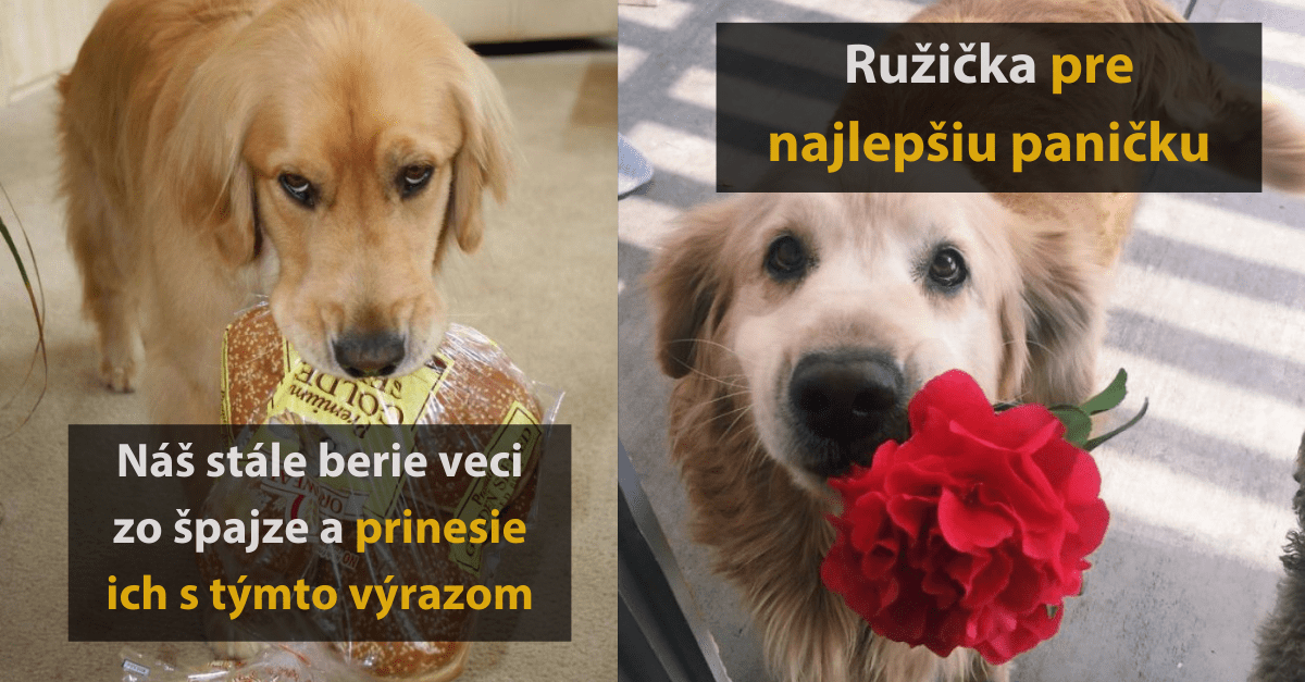 25 veľmi divných darčekov, ktoré svojim majiteľom darovali ich domáci miláčikovia