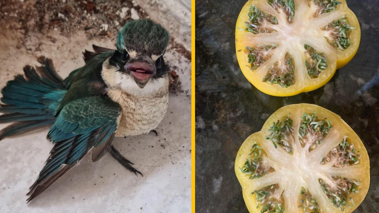 Fotografie, na ktorých nám príroda opäť vyrazila dych