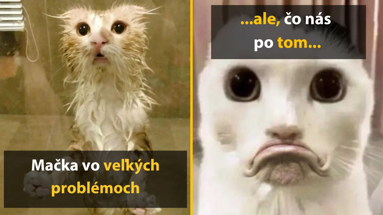10 bizarných mačacích momentov, ktoré sme vyladili k dokonalosti