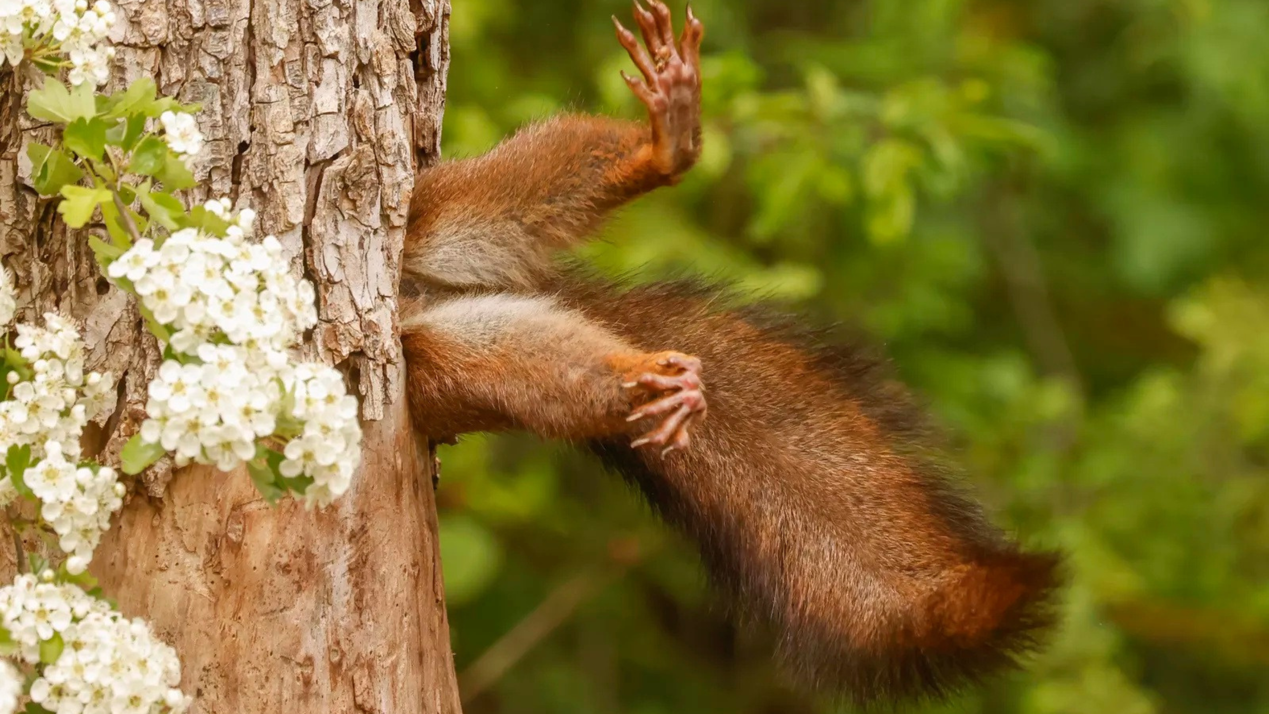 15 vtipných fotiek z cien Comedy Wildlife Awards, ktoré doteraz neboli zverejnené