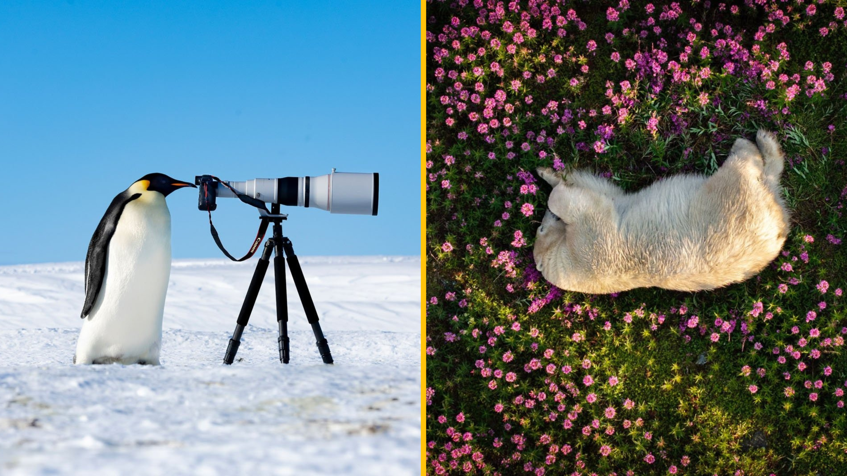 12 víťazov Nature Photography Contest 2024, ktorí vám vyrazia dych