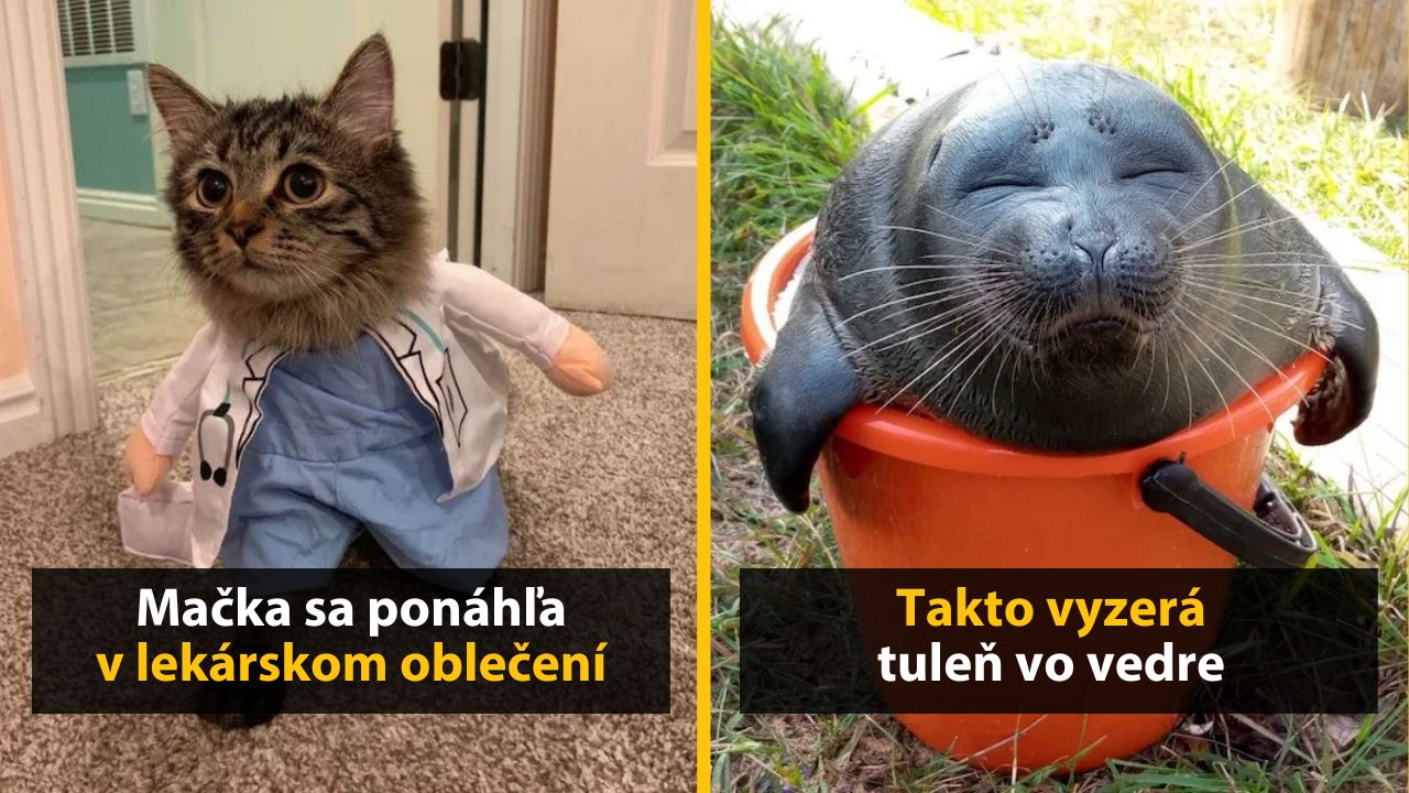 30+ Obrázkov, ktorými dokonale zabiješ čas #559 –Mačky sa bozkávajú v chladničke alebo fúzy v tvare Batmana