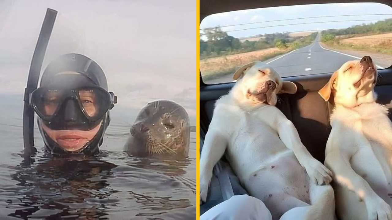 12 roztomilých zvieracích fotiek, ktoré vám zlepšia deň #1