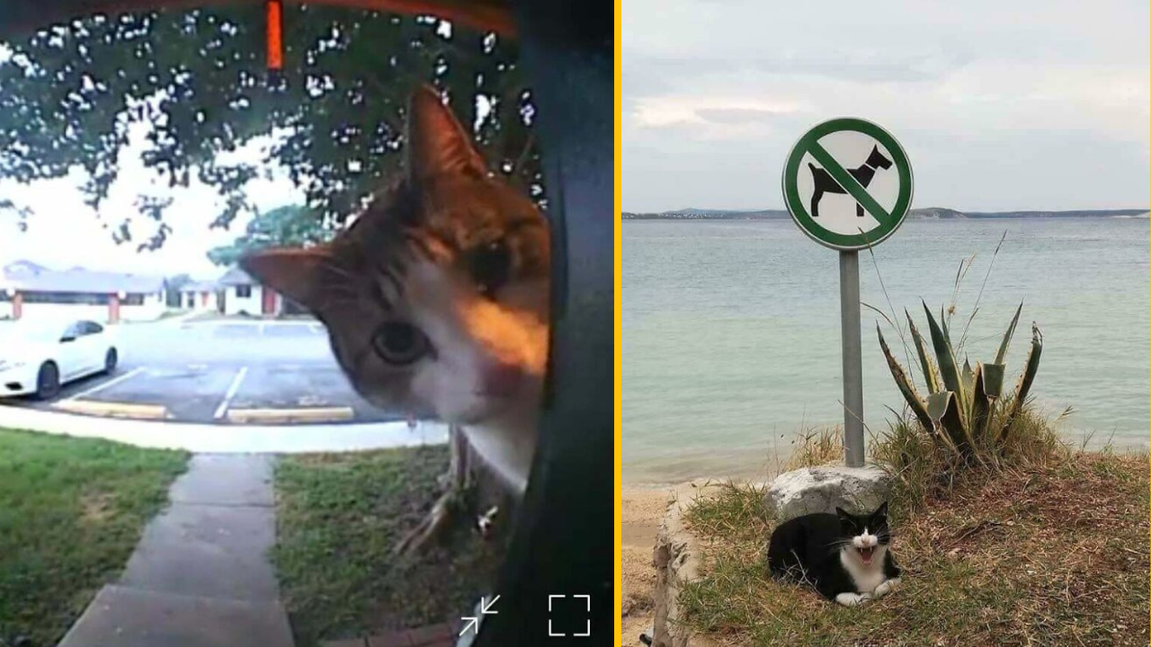 13 situácií, kedy zvieratá pobavili ľudí (1. časť)