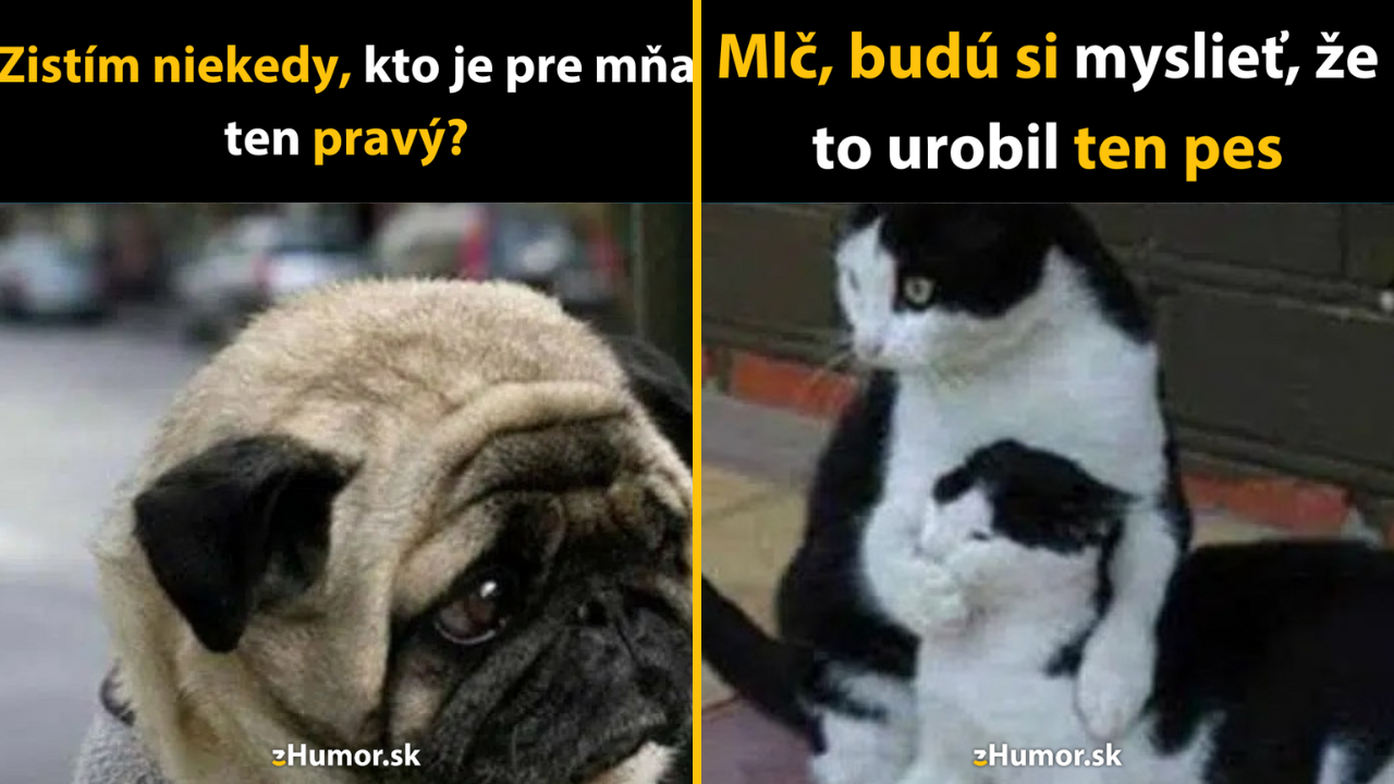 10 vtipných meme zo sveta zvierat – najlepšej studnice zábavy