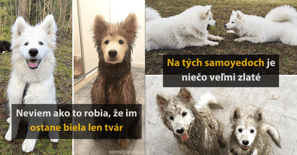 15 vtipných fotografií psov, ktoré očividne milujú špinu