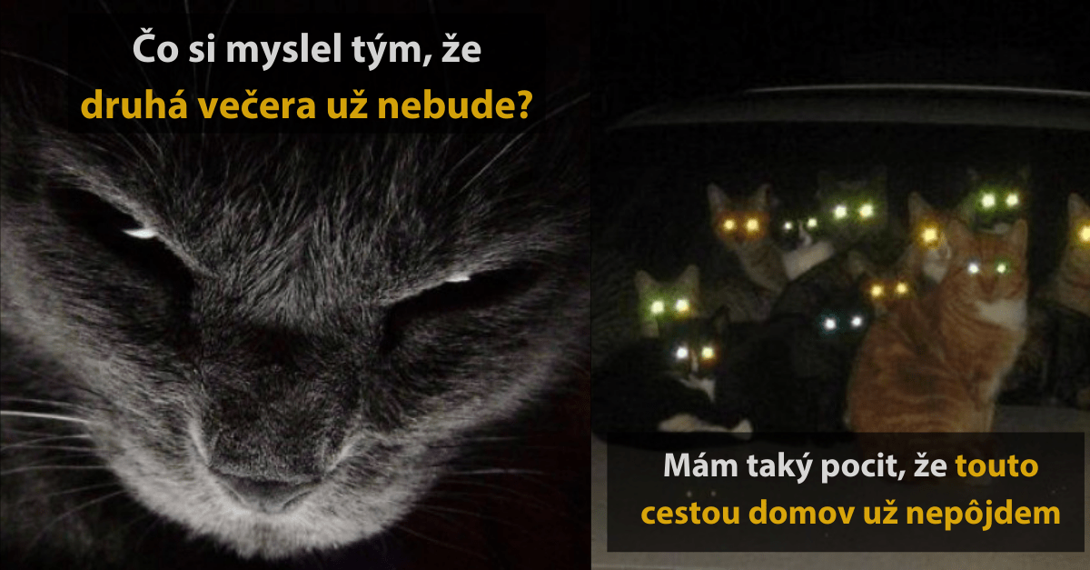 24 fotografií mačiek, ktoré vyzerajú desivo a vtipne zároveň