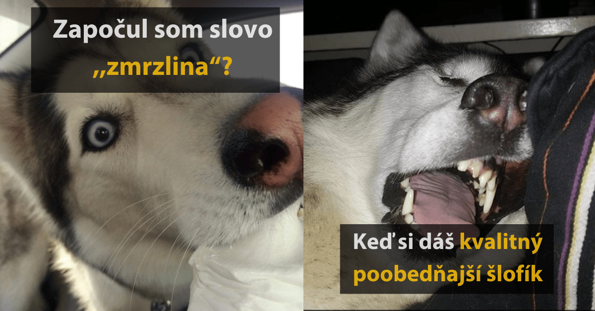 20 vtipných fotografií psov plemena Husky, ktoré ukazujú, prečo sú tak obľúbené