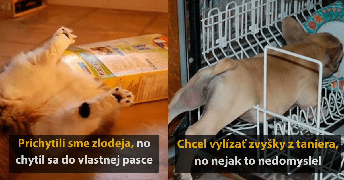 20 vtipných fotografií zvierat, ktoré sa tak trochu zasekli pri jedení