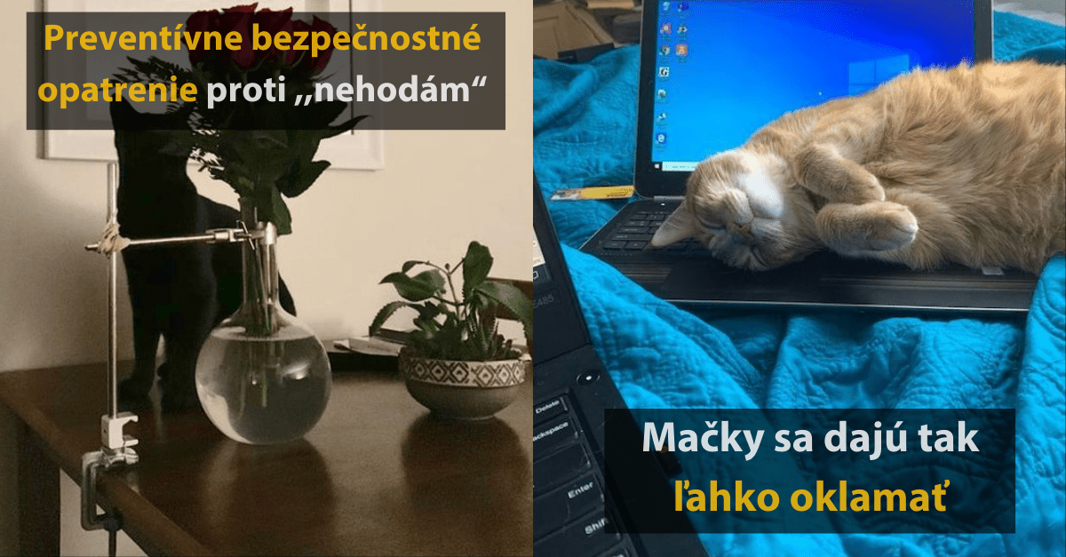 19 fotografií, ktoré vám ukážu dokonale harmonický vzťah medzi mačkami a ich majiteľmi