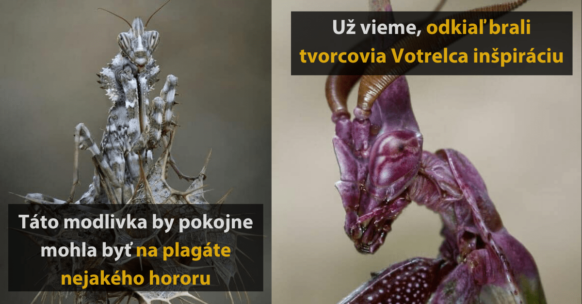 15 fotografií modliviek, ktoré pripomínajú skôr monštrá z najhoršej nočnej mory
