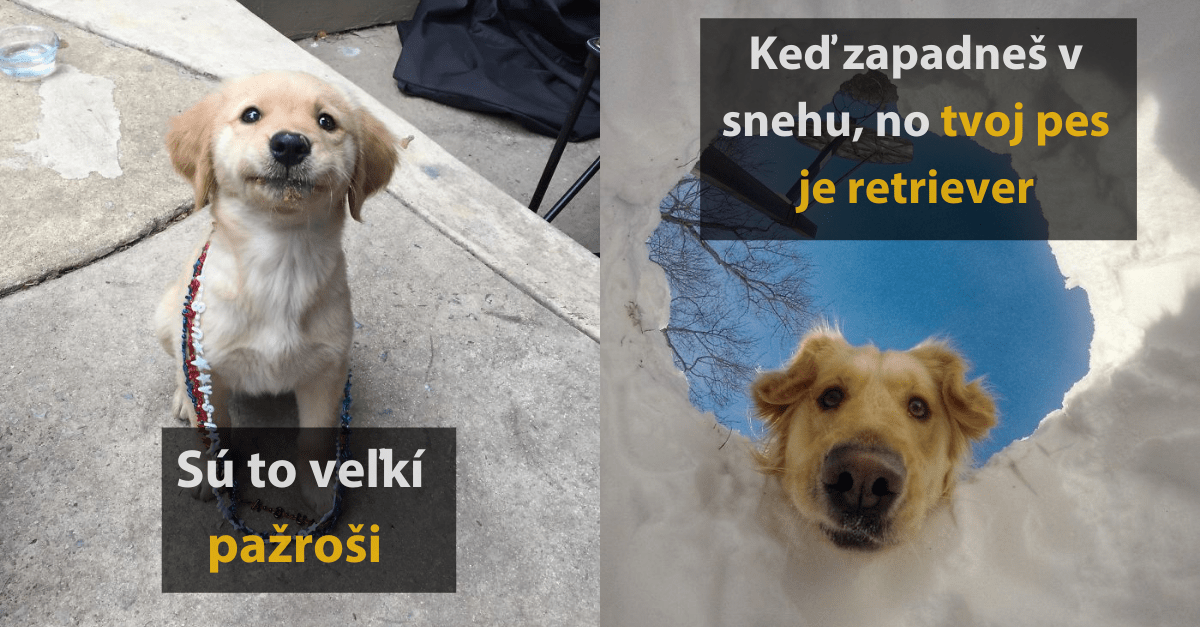 18 fotografií, ktoré vysvetľujú prečo je  plemeno zlatý retriever tak populárne