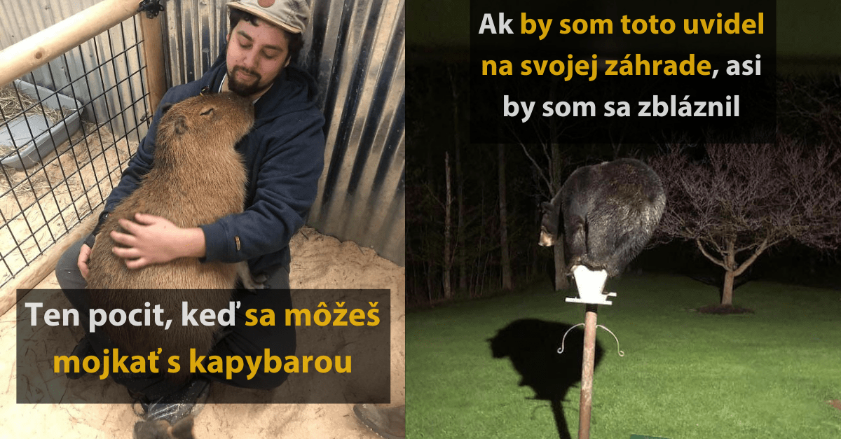 25 milých aj vtipných fotografií pre všetkých milovníkov zvierat