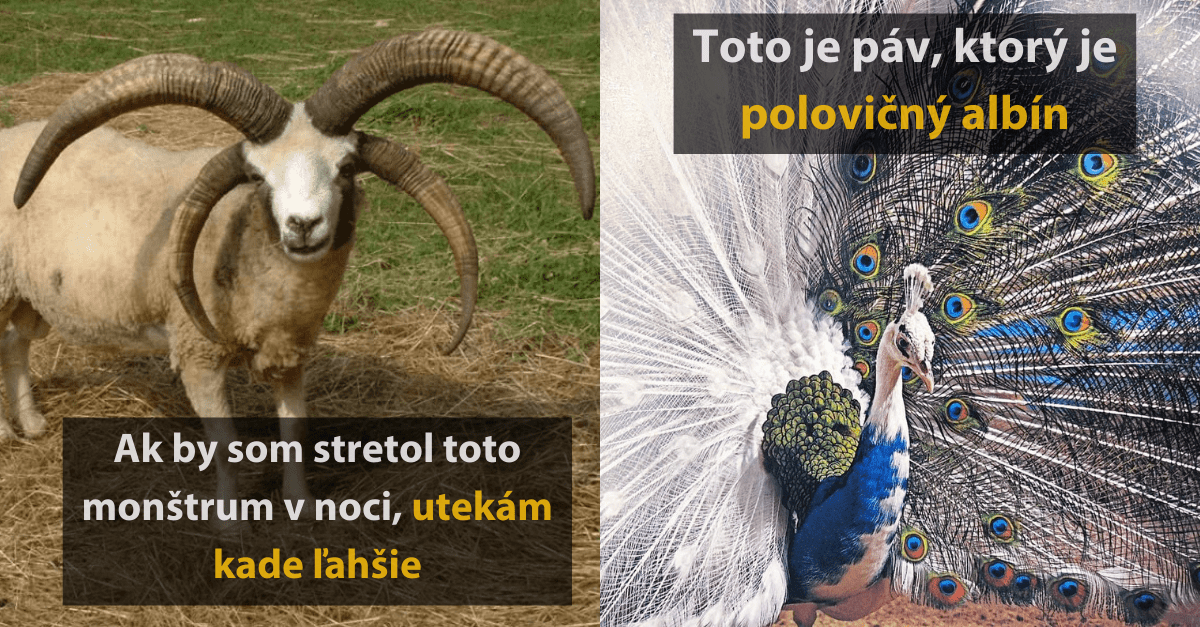 24 úžastných fotografií, kedy príroda obdarila niektoré zvieratá špeciálnymi vlastnosťami