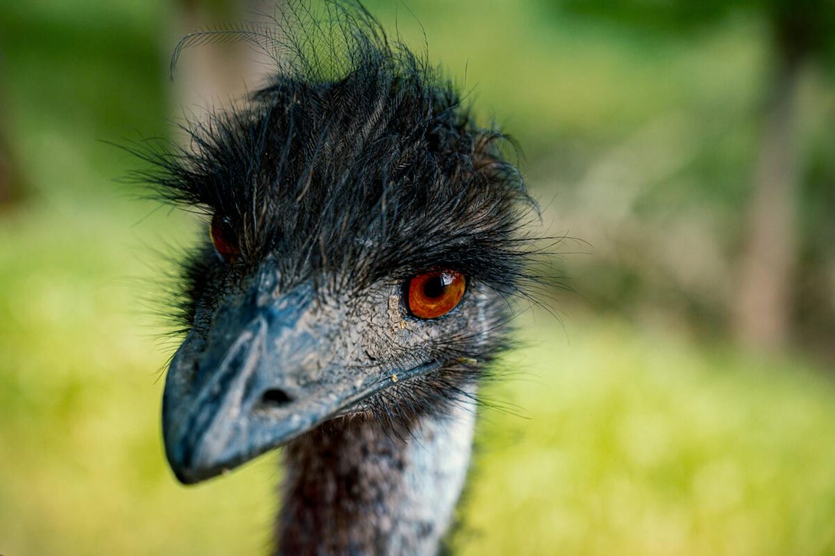 Detailed close-up of an emu with sharp focus on its beak and eyes in a natural setting.