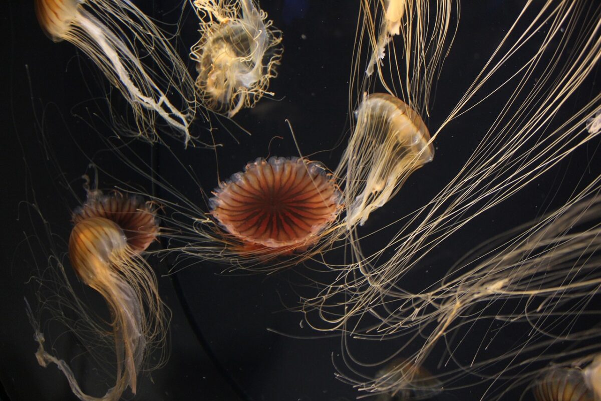 jellyfish, float, tentacles, jellyfish, jellyfish, jellyfish, jellyfish, jellyfish