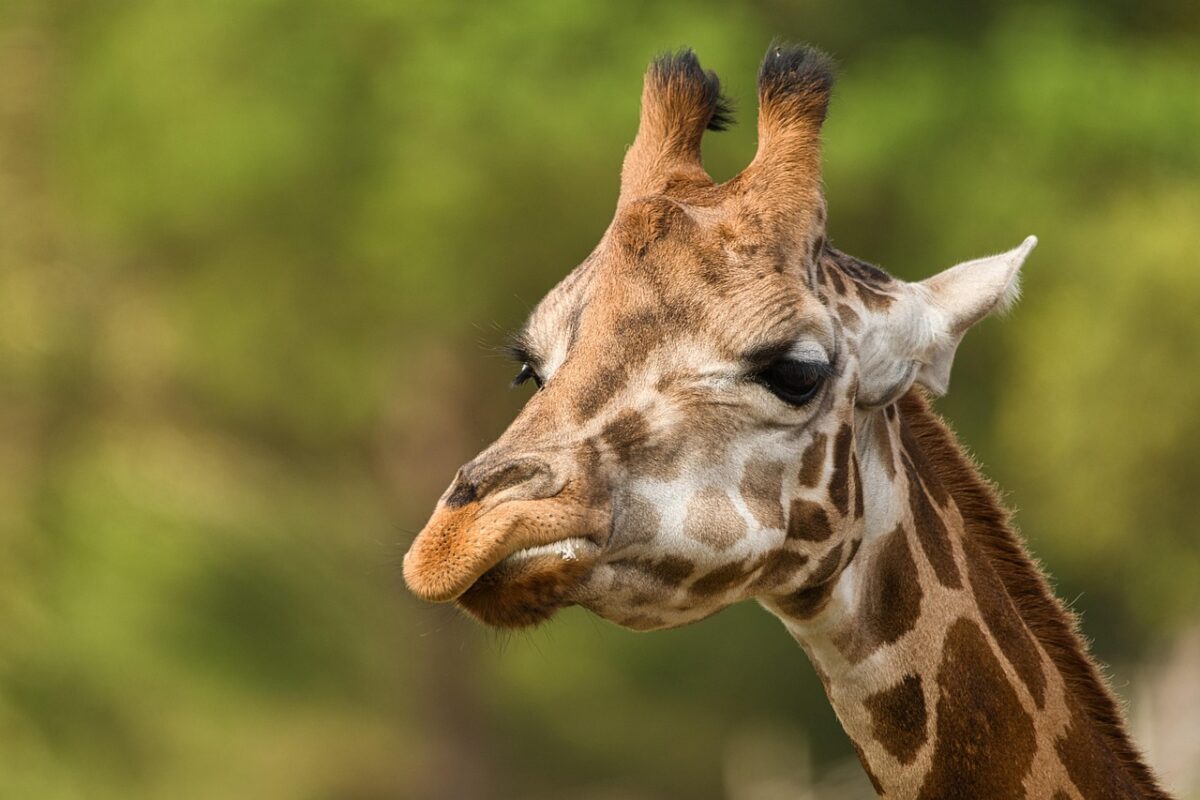 giraffe, animal, head, mammal, wildlife, zoo, nature, portrait, giraffe, giraffe, giraffe, giraffe, giraffe