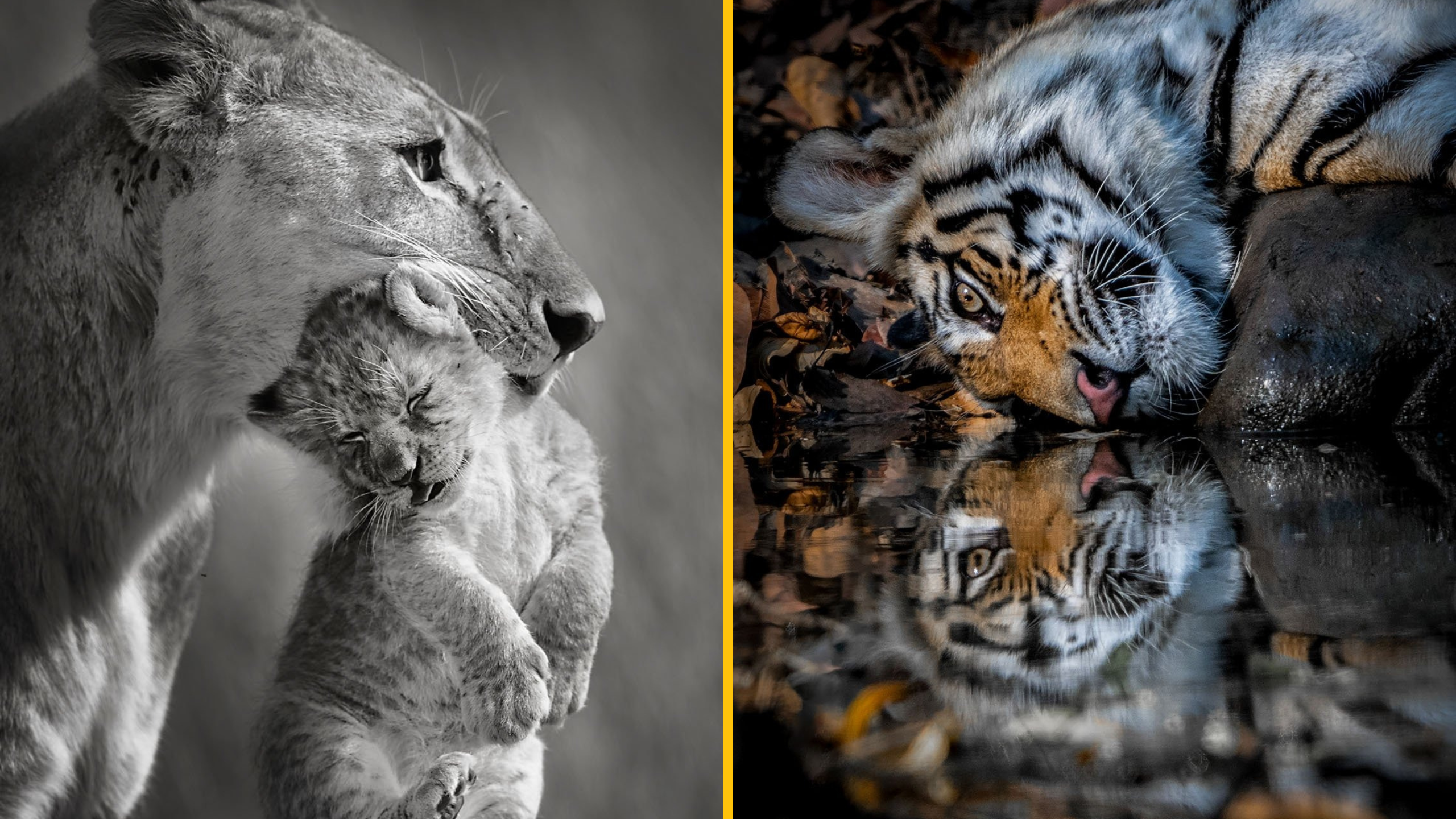 18 úchvatných záberov zo súťaže Remembering Wildlife Photo Awards 2025