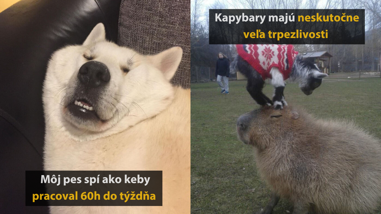 Zvieratá v akcii: Najvtipnejšie momentky, ktoré rozosmejú každého #2