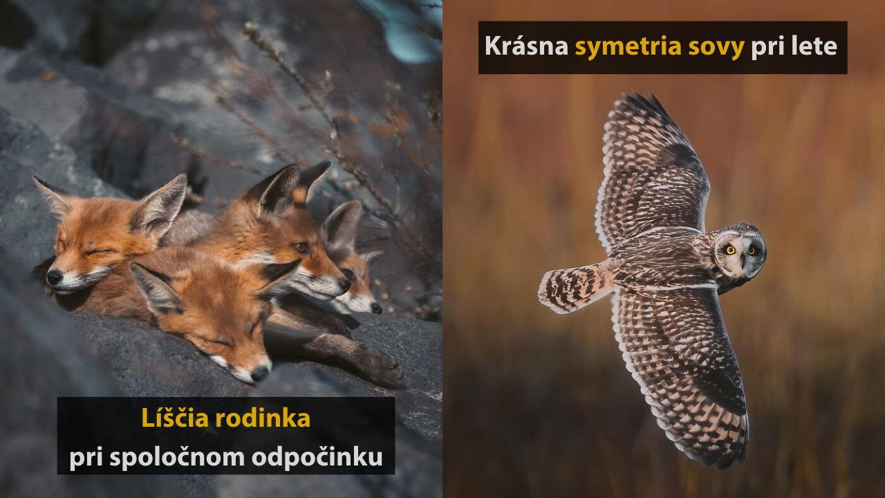 10 magických fotografií z divokej prírody od Jorena De Jagera #1