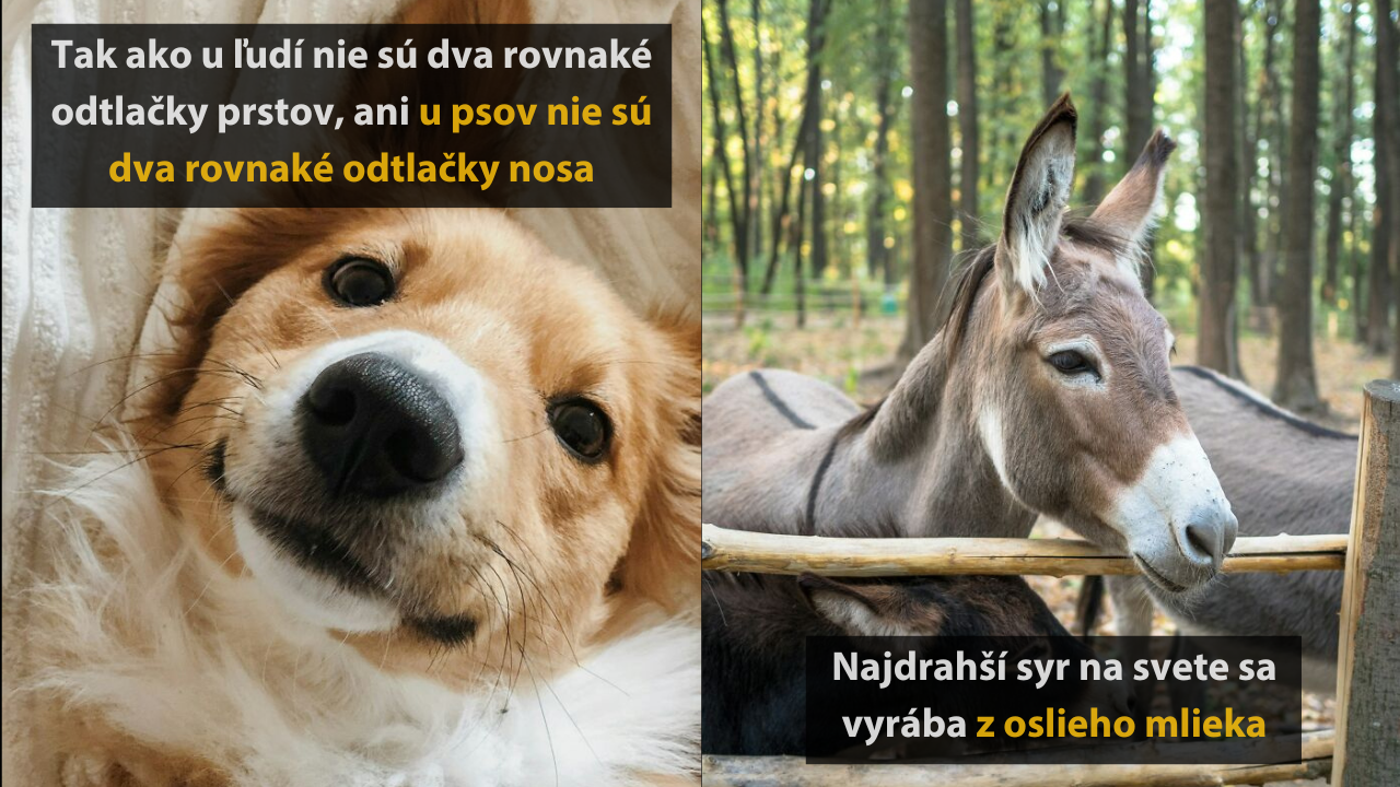 10 zaujímavých a prekvapivých faktov o zvieratách, ktoré ste určite nevedeli #3