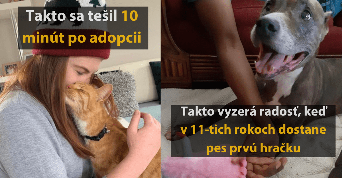 17 šťastných domácich miláčikov, ktorí si vďaka adopcii našli nový domov