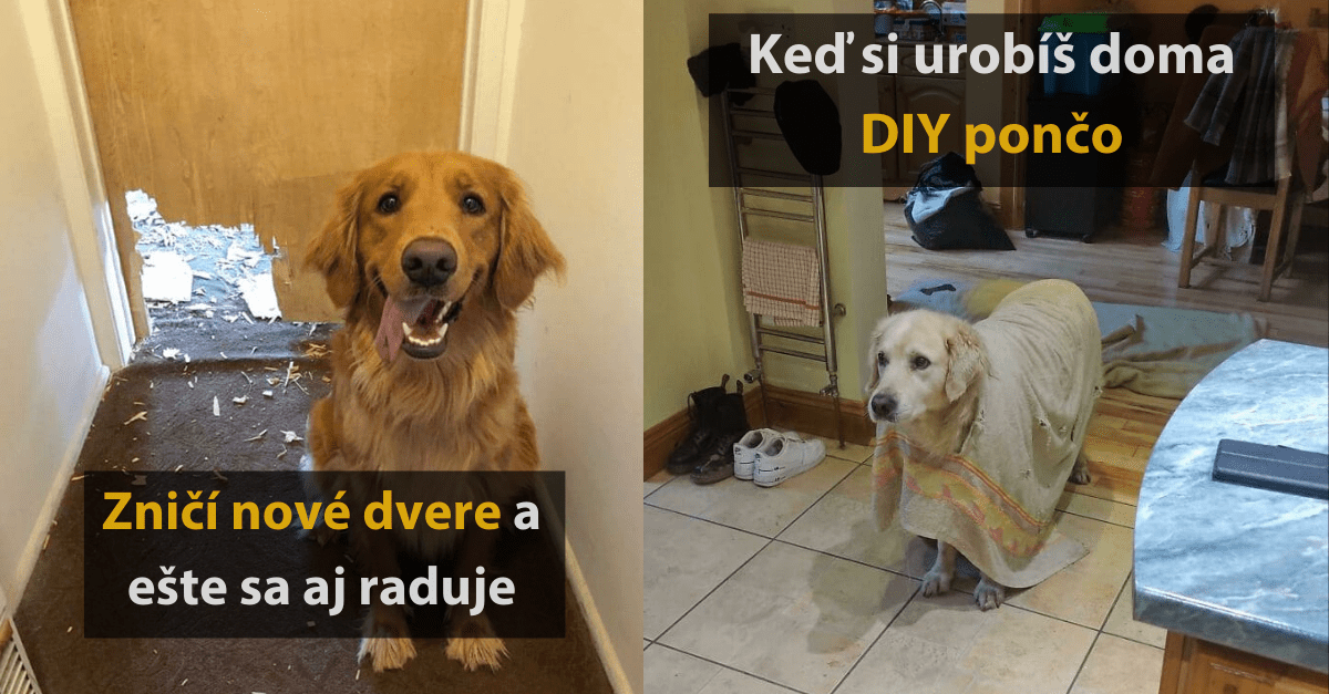 15 vtipných fotografií zvierat, ktoré boli prichytené priamo pri čine