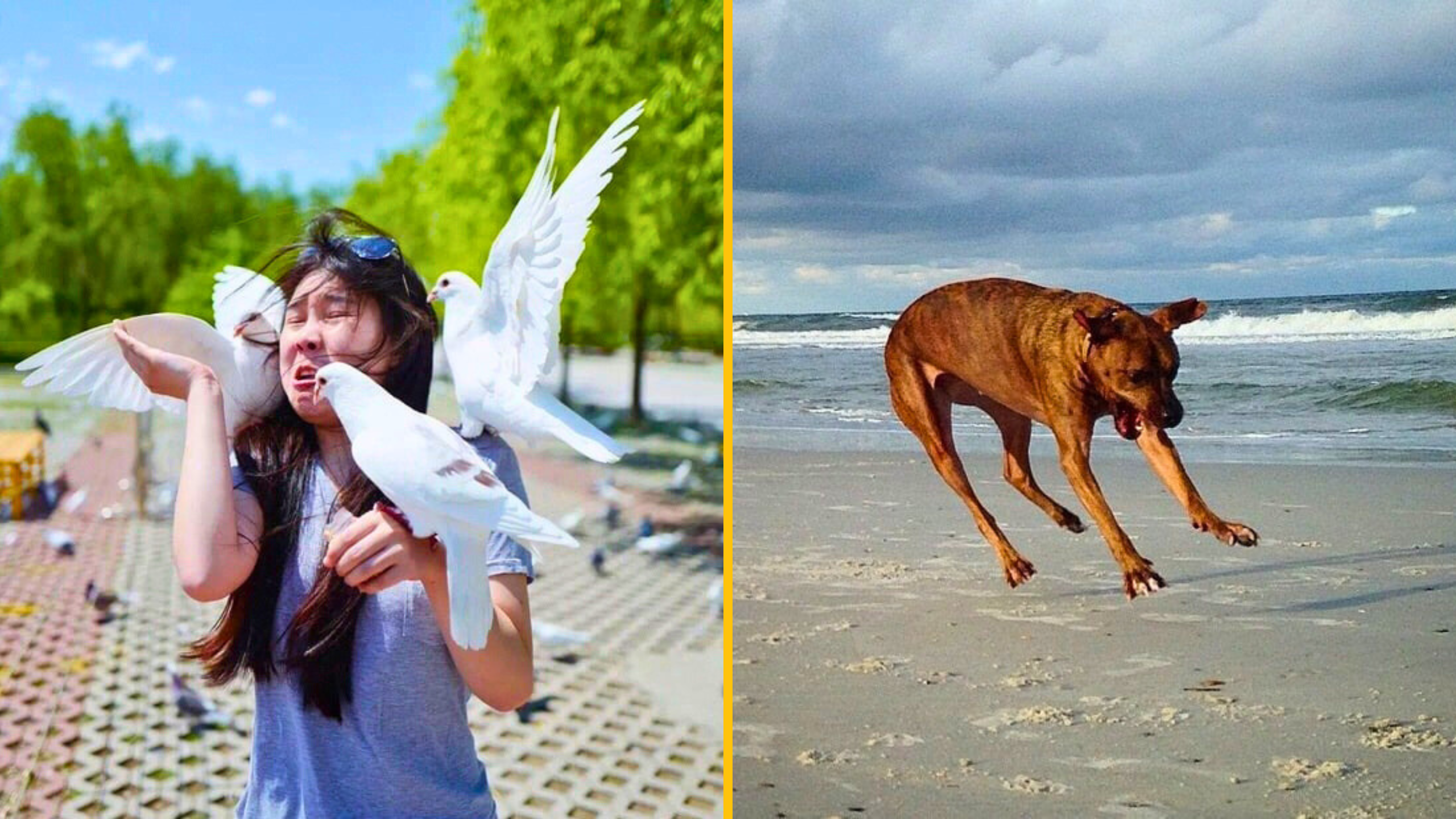 15 fotografií, ktoré sa náhodou stali majstrovskými dielami
