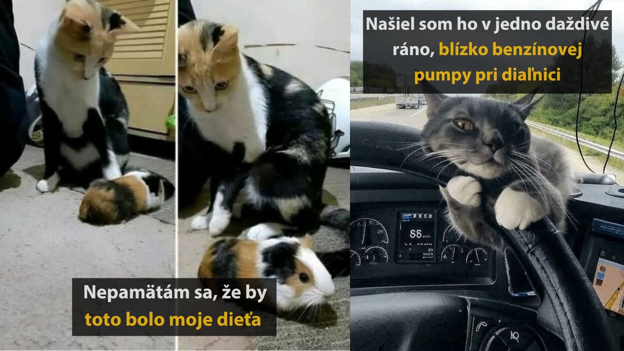 10 krásnych mačacích príbehov, ktoré vás chytia za srdce, 1.časť