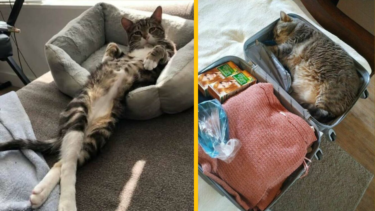 12 mačacích scén: mačka v kufri, rodinka pri okne a kartónová včela