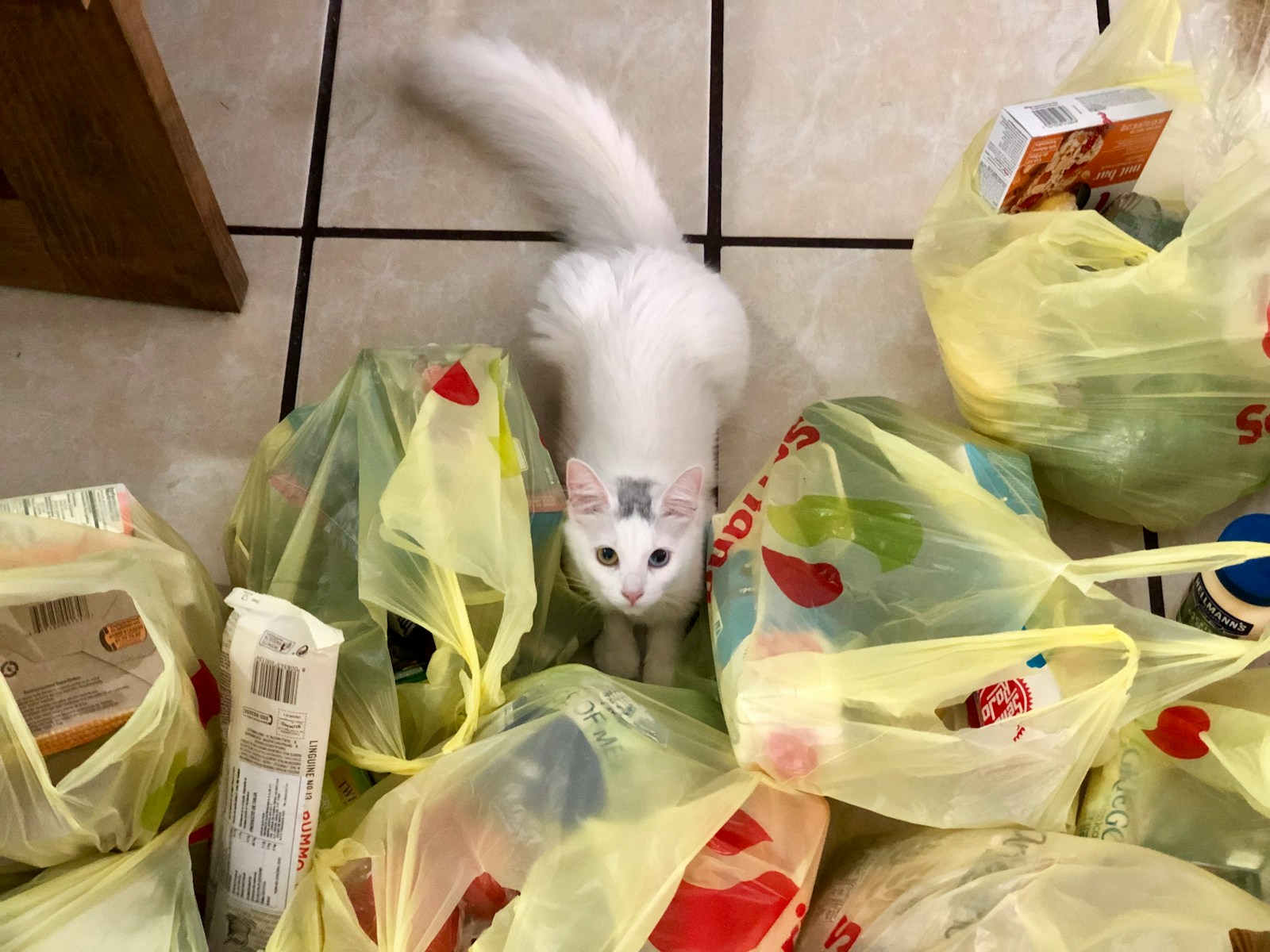 short-fur white cat