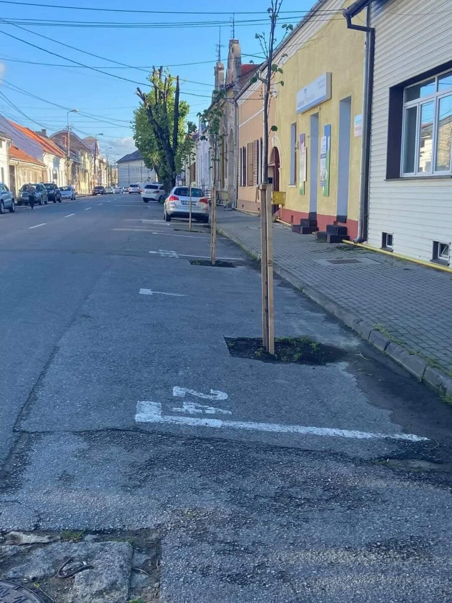 Vyznačené parkovacie miesto so symbolom vozíka a stromom rastúcim v jeho ploche.