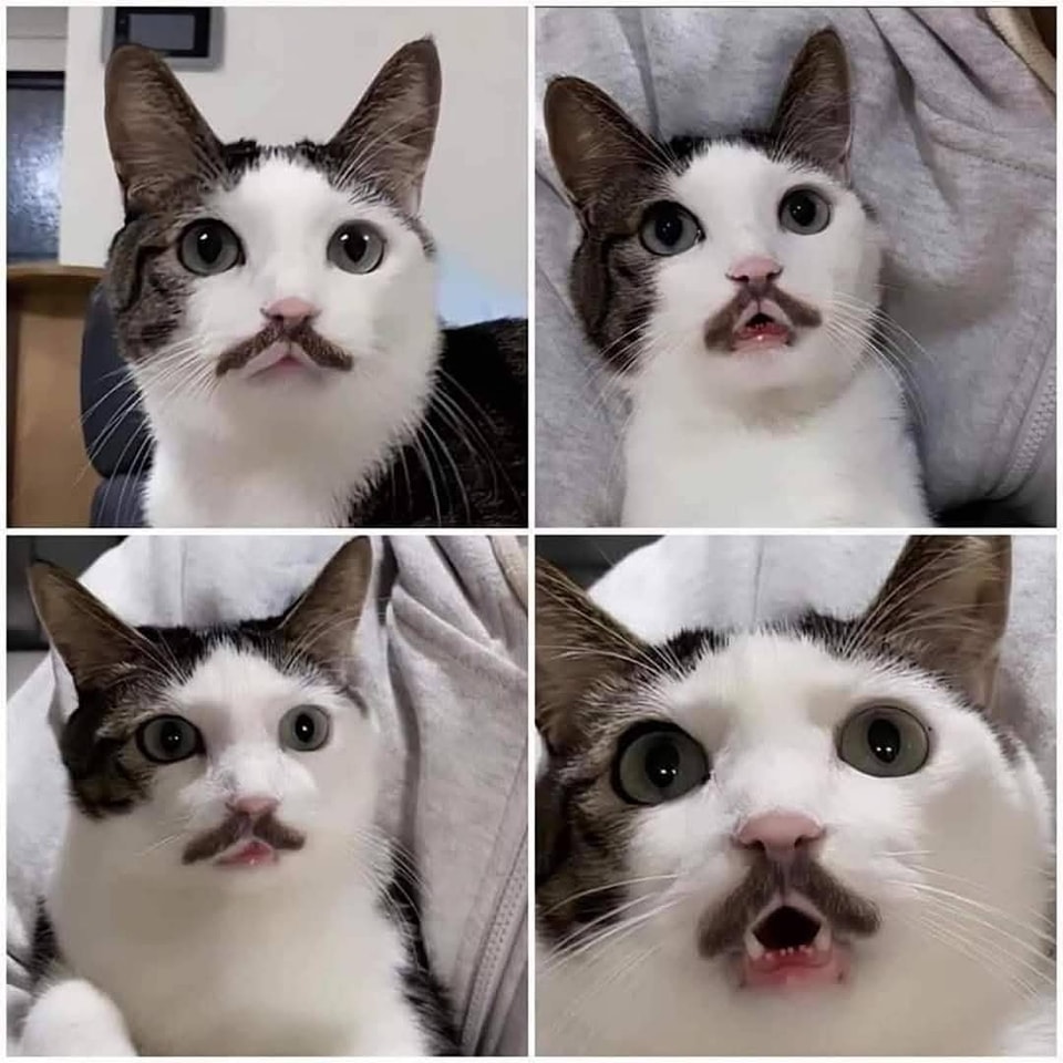 Tmavý vzor pod nosom vytvára dojem krátkych fúzov.