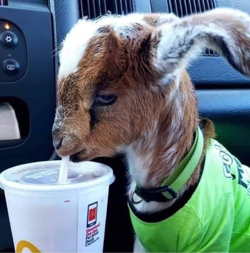 Hlava zvieraťa sa nakláňa nad slamku v papierovom pohári.