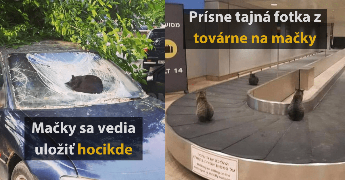 16 vtipných fotografií mačiek na miestach, kde by ste ich nečakali