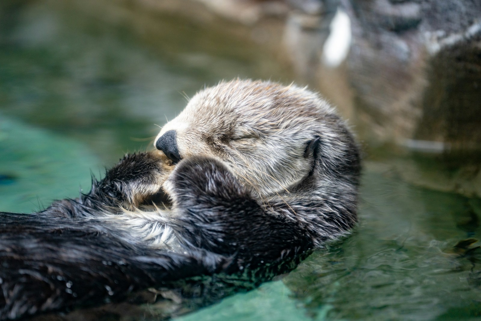 A wet otter swimming in a pool of water