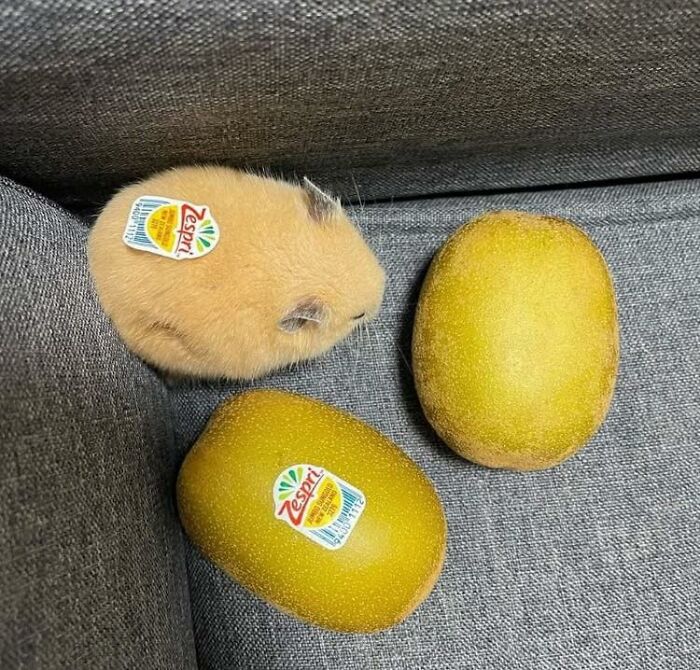 Malé zviera položené vedľa dvoch kivi napodobňuje ich tvar a farbu.