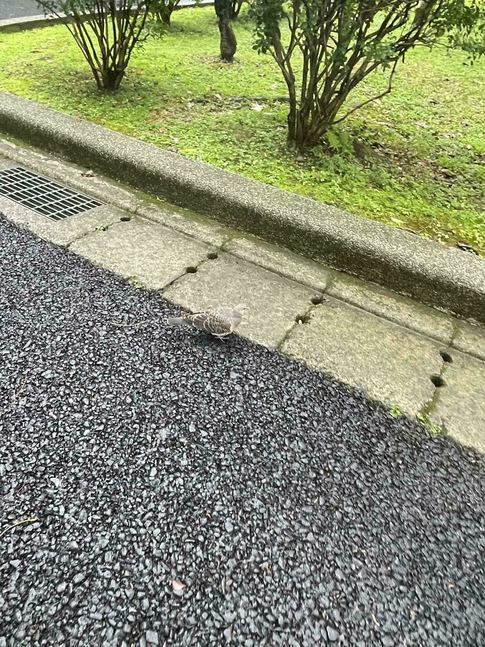 Sivá postava sa takmer zhoduje s farbou cesty a kameňa.