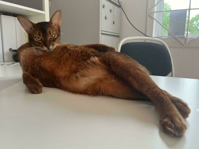 Ryšavá mačka je natiahnutá takmer cez celú viditeľnú plochu.