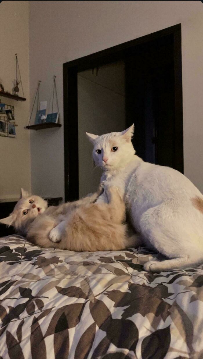 Biela mačka sa pri hre ocitla vyššie než druhá pod ňou.