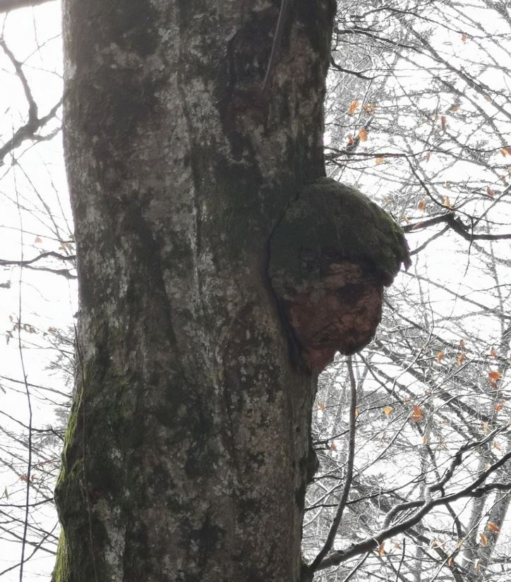 Hrča na strome sa pri bočnom pohľade podobá na sklonenú hlavu.